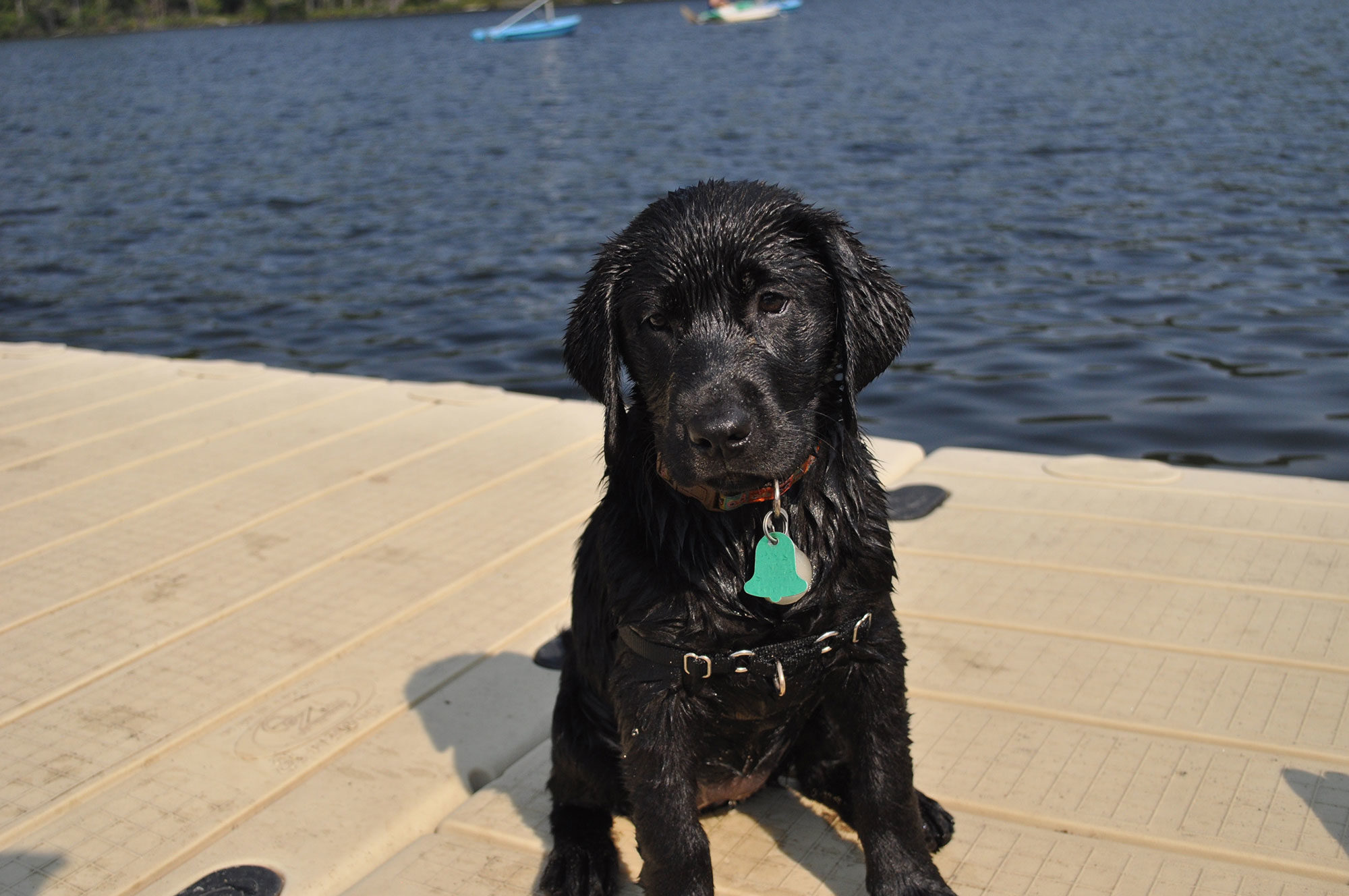 wet puppy on dock